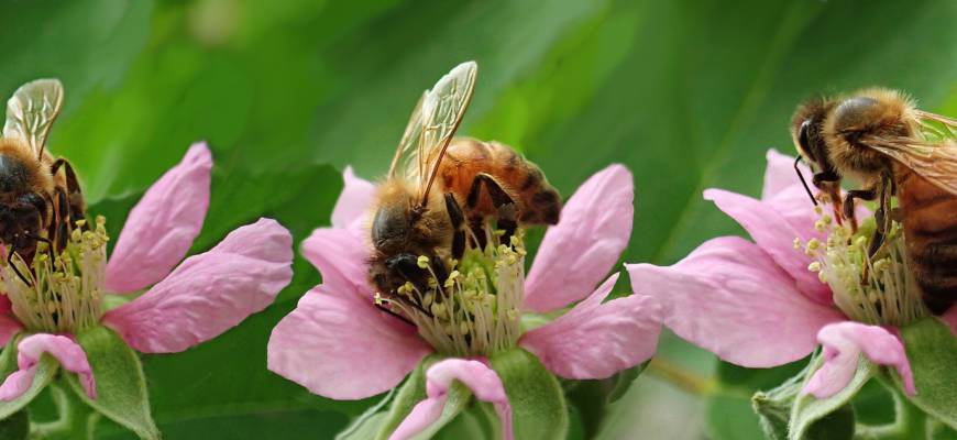 Mleczko pszczele – na żołądek i dwunastnicę, dawkowanie, cena