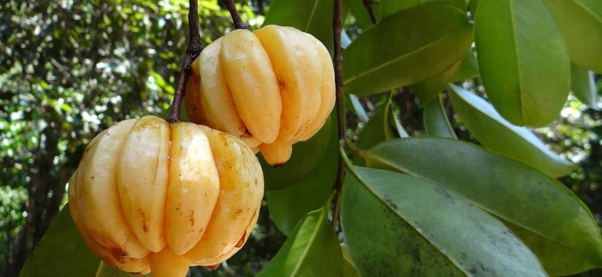Garcinia cambogia. Co to jest?