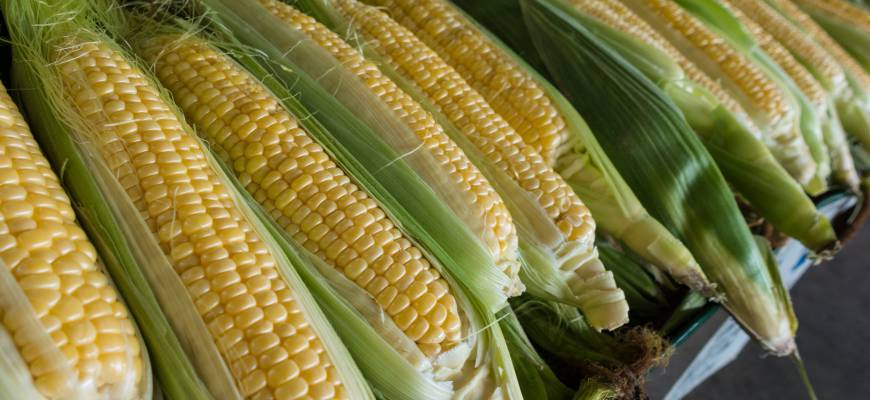 Jak gotować kukurydzę?