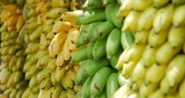 Co daje nam jedzenie bananów? Banany a odchudzanie