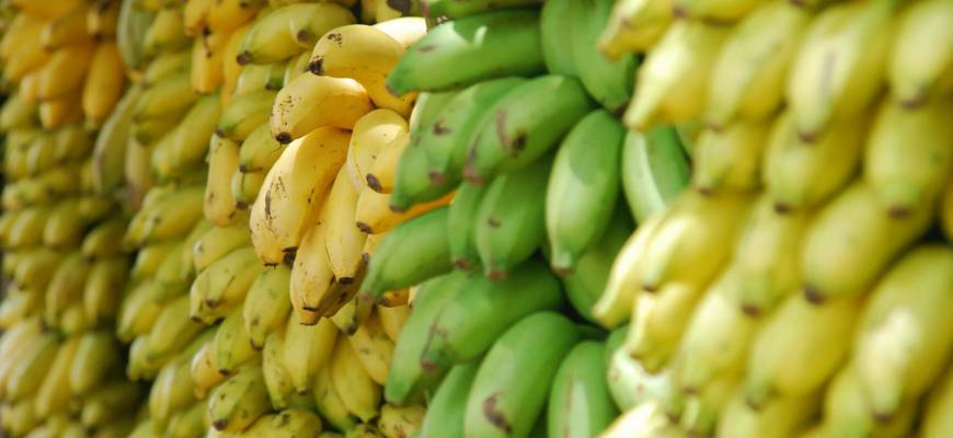 Co daje nam jedzenie bananów? Banany a odchudzanie