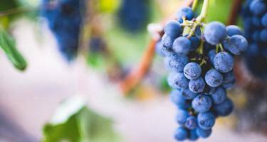 Sok z winogron. Właściwości i wartości odżywcze